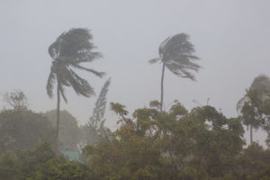 Palm trees in a storm